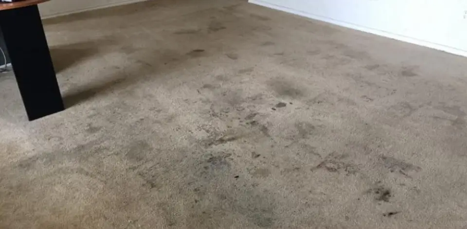 Carpet-before Carpet-before