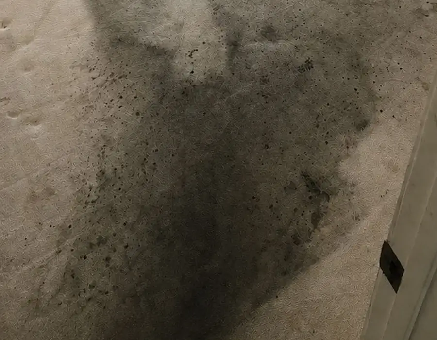 Carpet Cleaning Services in Brentwood