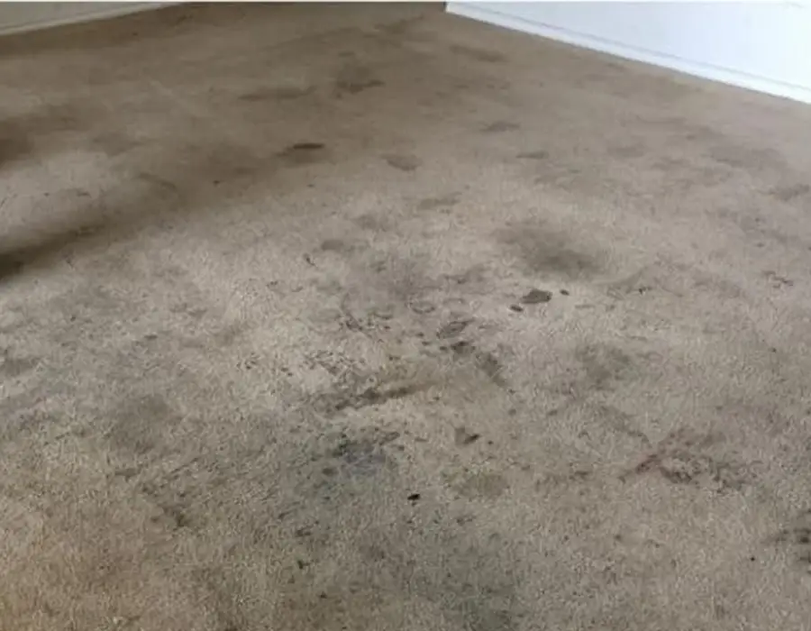 Carpet Cleaning Services in Mission Hills