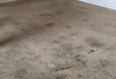 Commercial Carpet Cleaning